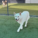 An image of Zayna. Zayna is a Husky, Siberian.