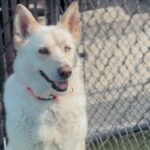 An image of Zayna. Zayna is a Husky, Siberian.