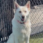 An image of Zayna. Zayna is a Husky, Siberian.