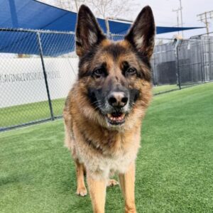 An image of Taz. Taz is a Shepherd, German.