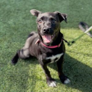 An image of Butters. Butters is a Retriever, Black Labrador.