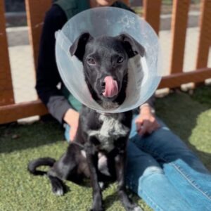 An image of Lala. Lala is a Retriever, Black Labrador.