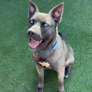 An image of Vador. Vador is a Husky, Siberian.