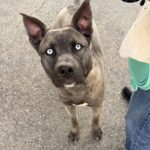 An image of Vador. Vador is a Husky, Siberian.