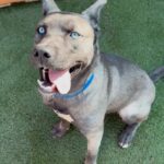 An image of Vador. Vador is a Husky, Siberian.