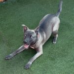 An image of Vador. Vador is a Husky, Siberian.