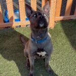 An image of Vador. Vador is a Husky, Siberian.