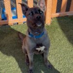 An image of Vador. Vador is a Husky, Siberian.