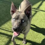 An image of Vador. Vador is a Husky, Siberian.