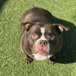 An image of Peaches. Peaches is a Terrier, American Staffordshire.