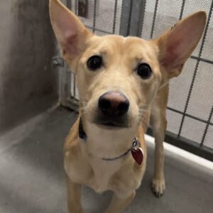 An image of Shango. Shango is a Basenji.