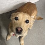 An image of Shango. Shango is a Basenji.