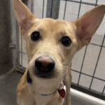 An image of Shango. Shango is a Basenji.