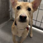 An image of Shango. Shango is a Basenji.