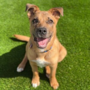 An image of Remi. Remi is a Terrier, Pit Bull/Shepherd.