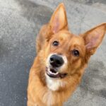 An image of Jaycee. Jaycee is a Mixed Breed (Medium).