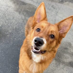 An image of Jaycee. Jaycee is a Mixed Breed (Medium).