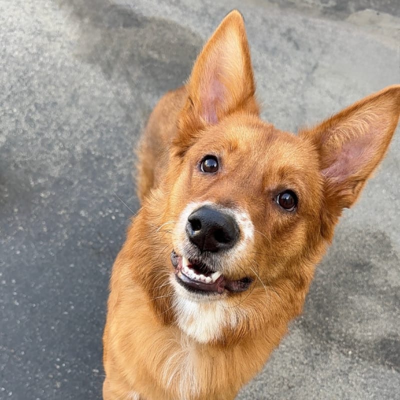 An image of Jaycee. Jaycee is a Mixed Breed (Medium).