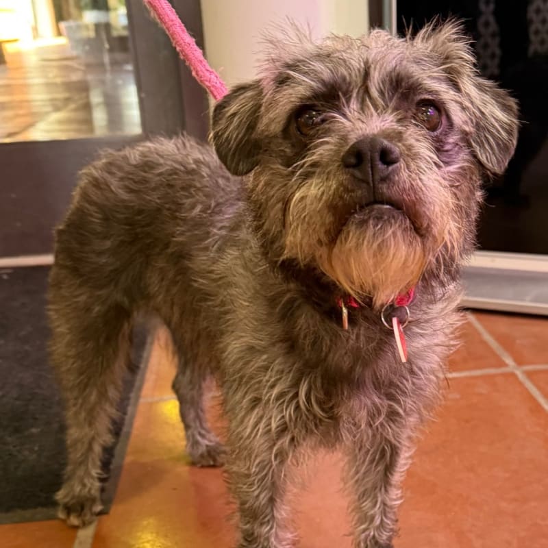 An image of Silver. Silver is a Terrier.