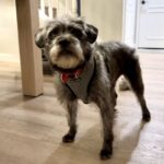 An image of Silver. Silver is a Terrier.