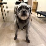 An image of Silver. Silver is a Terrier.