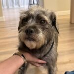 An image of Silver. Silver is a Terrier.