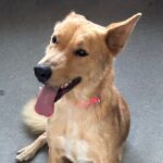 An image of Honey. Honey is a Shepherd, German/Mixed Breed (Medium).