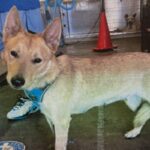 An image of Honey. Honey is a Shepherd, German/Mixed Breed (Medium).