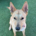 An image of Honey. Honey is a Shepherd, German/Mixed Breed (Medium).