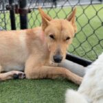 An image of Honey. Honey is a Shepherd, German/Mixed Breed (Medium).