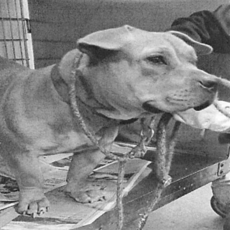 An image of Juice Newton. Juice Newton is a Terrier, Pit Bull.