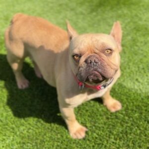 An image of Luna. Luna is a Bulldog, French.