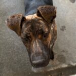 An image of Special. Special is a Shepherd, Dutch.