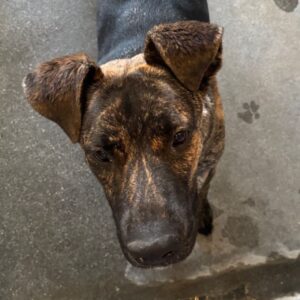 An image of Special. Special is a Shepherd, Dutch.