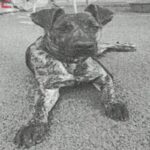 An image of Special. Special is a Shepherd, Dutch.