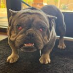 An image of Hercules. Hercules is a Bulldog.