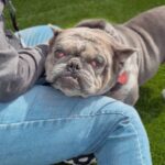 An image of Hercules. Hercules is a Bulldog.