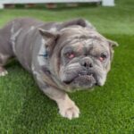 An image of Hercules. Hercules is a Bulldog.