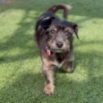 An image of Axel. Axel is a Terrier.