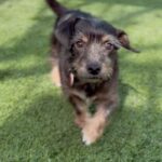 An image of Axel. Axel is a Terrier.