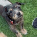 An image of Axel. Axel is a Terrier.