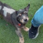 An image of Axel. Axel is a Terrier.