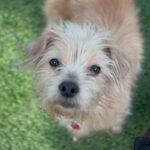 An image of Junior. Junior is a Terrier.