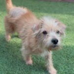 An image of Junior. Junior is a Terrier.