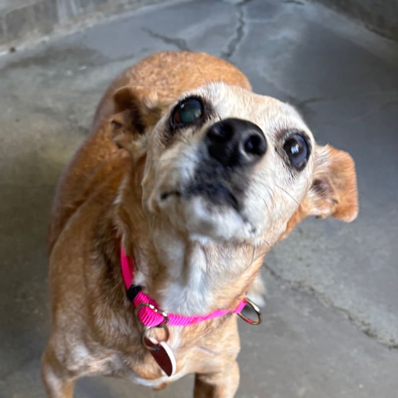 An image of Tawny. Tawny is a Chihuahua/Mixed Breed (Small).