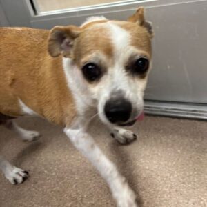 An image of Bella. Bella is a Chihuahua/Mixed Breed (Small).