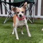 An image of Bella. Bella is a Chihuahua/Mixed Breed (Small).