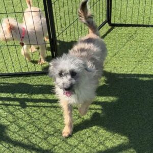 An image of Earl. Earl is a Terrier, Cairn.