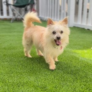 An image of Harvey. Harvey is a Terrier.