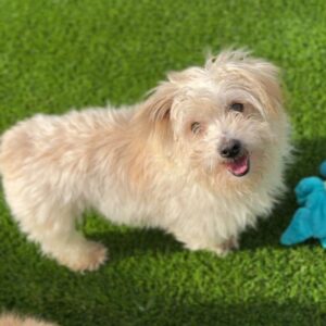 An image of Toby. Toby is a Maltese.